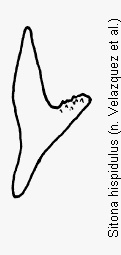 sitona_hispidulus_ham.gif