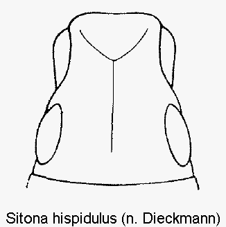 sitona_hispidulus_k.gif