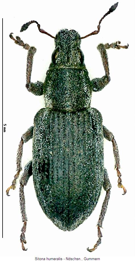 sitona_humeralis_hab.jpg