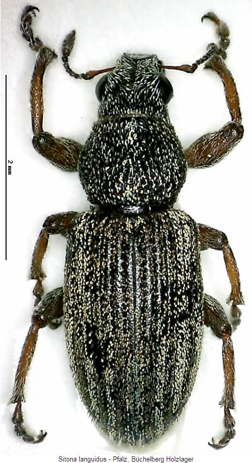 sitona_languidus_hab.jpg