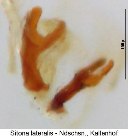 sitona_lateralis_ham.jpg
