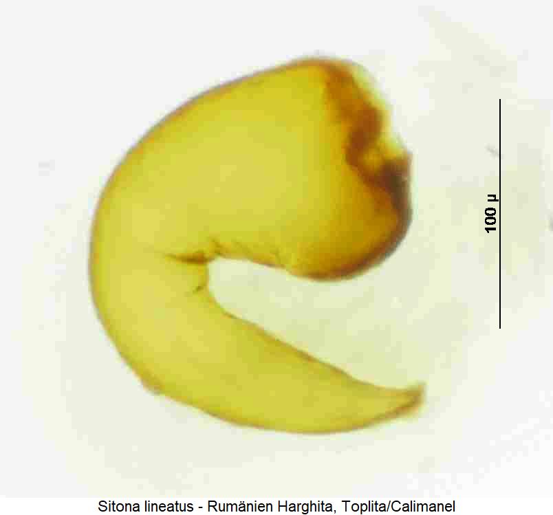 sitona_lineatus_sperm.jpg