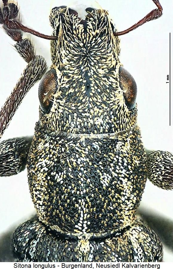 sitona_longulus_vk.jpg