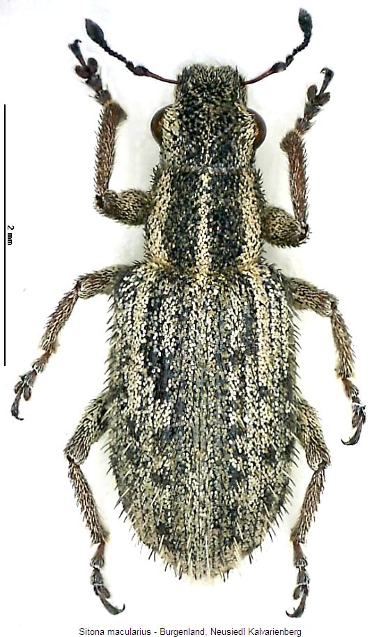 sitona_macularius_hab.jpg