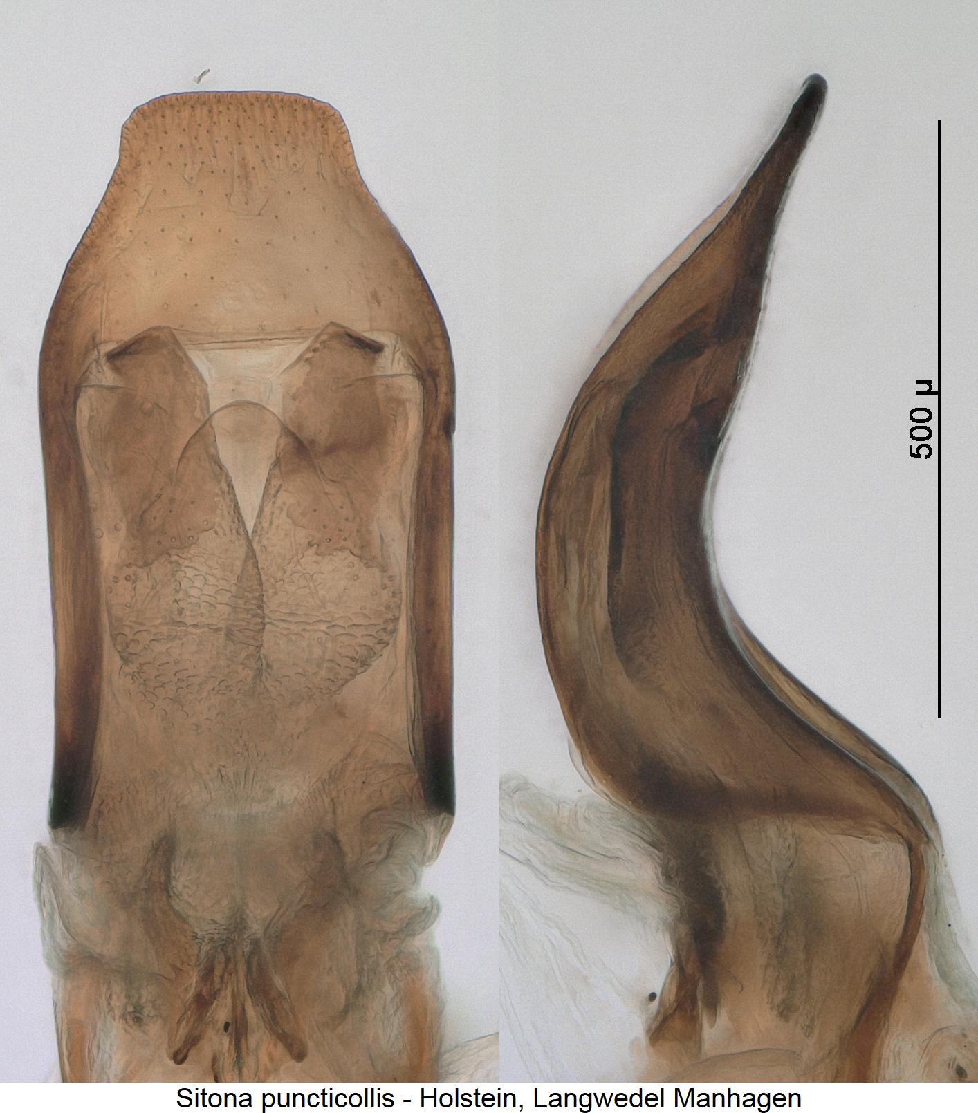 sitona_puncticollis1.jpg