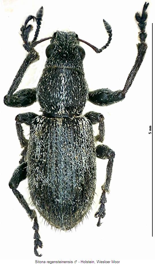 sitona_regensteinensis_m_hab.jpg