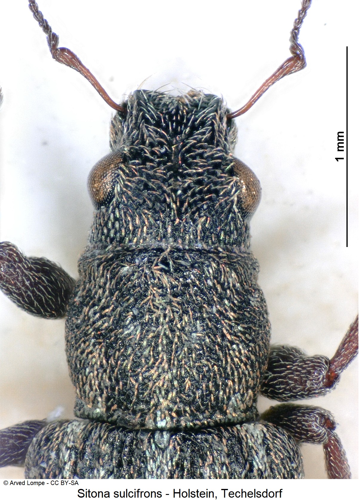 sitona_sulcifrons_ck14033_vk.jpg