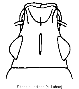 sitona_sulcifrons_k.gif
