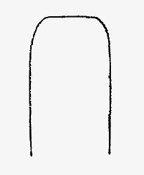 sitona_suturalis.gif