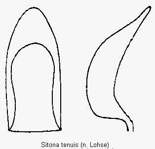 sitona_tenuis.gif