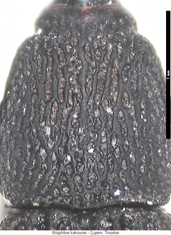 sitophilus_kakourisi_hsch.jpg