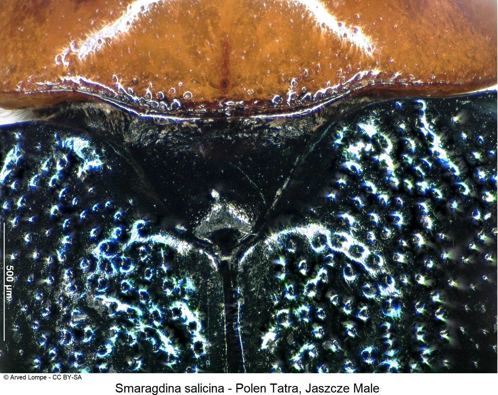 smaragdina_salicina_ck33164495_scut.jpg
