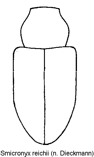 smicronyx_reichii_hab.gif