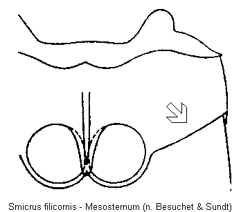 smicrus_filicornis_mbr.gif