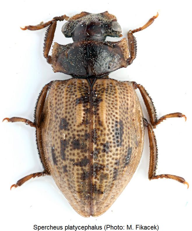spercheus_platycephalus_hab.jpg