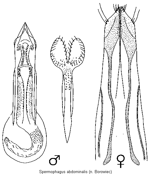 spermophagus_abdominalis.gif