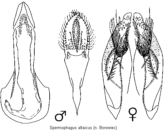 spermophagus_altaicus.gif