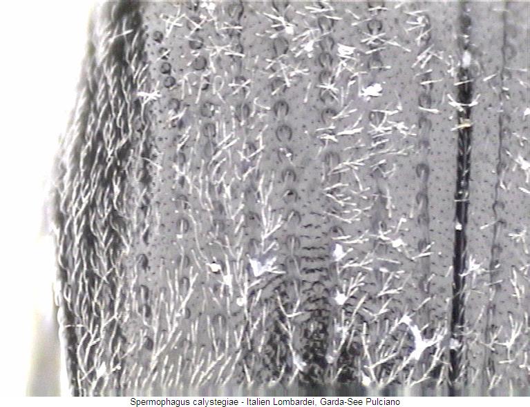spermophagus_calystegiae_fld.jpg