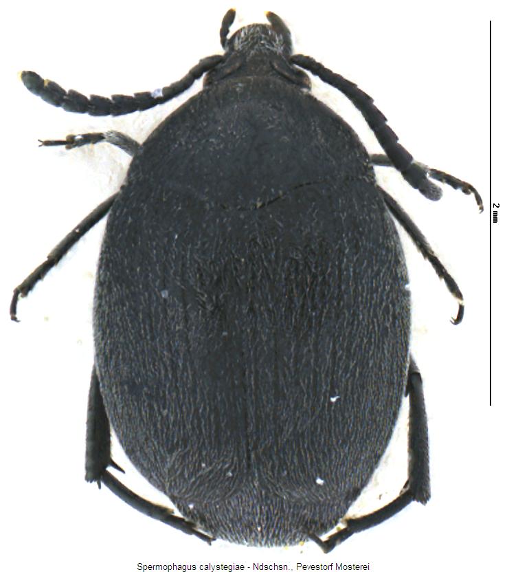 spermophagus_calystegiae_hab.jpg