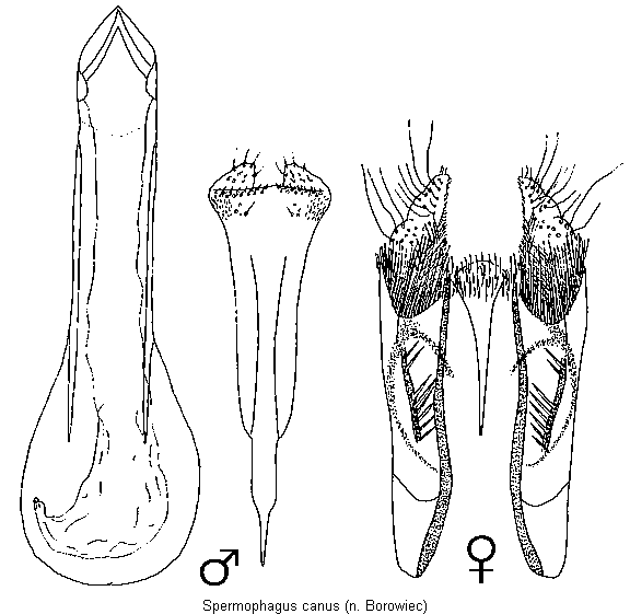 spermophagus_canus.gif