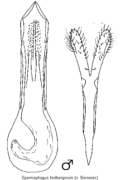 spermophagus_lindbergorum.gif