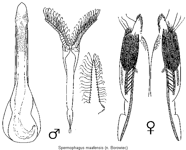 spermophagus_maafensis.gif
