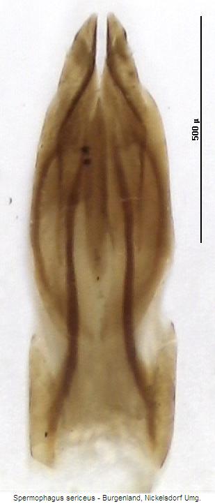 spermophagus_sericeus_ovip.jpg