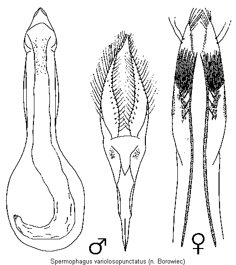 spermophagus_variolosopunctatus.gif