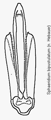 sphaeridium_bipustulatum.gif