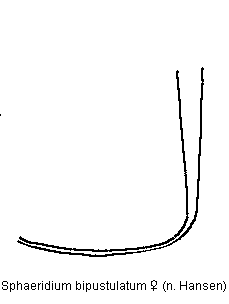 sphaeridium_bipustulatum_div.gif