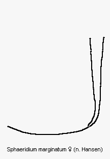 sphaeridium_marginatum.gif