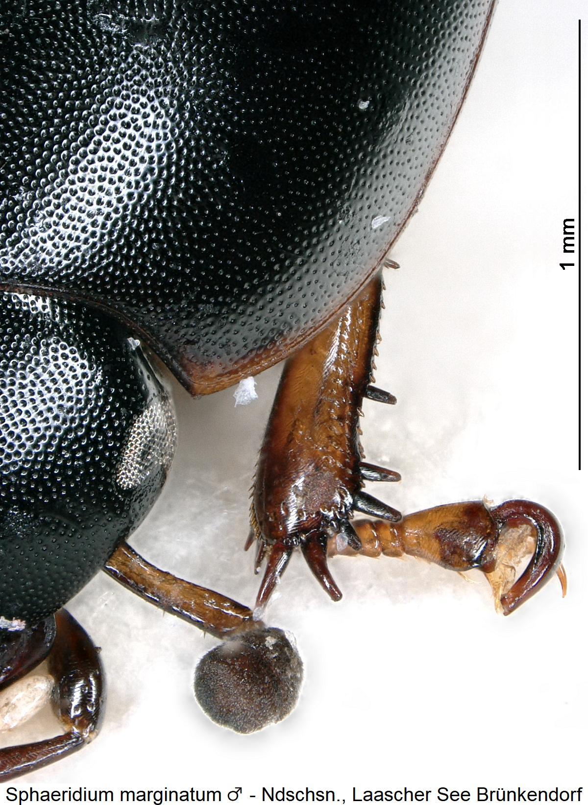 sphaeridium_marginatum_m_vtr.jpg