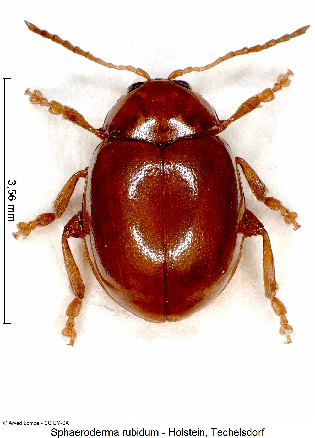 sphaeroderma_rubidum_ck12459_hab.jpg