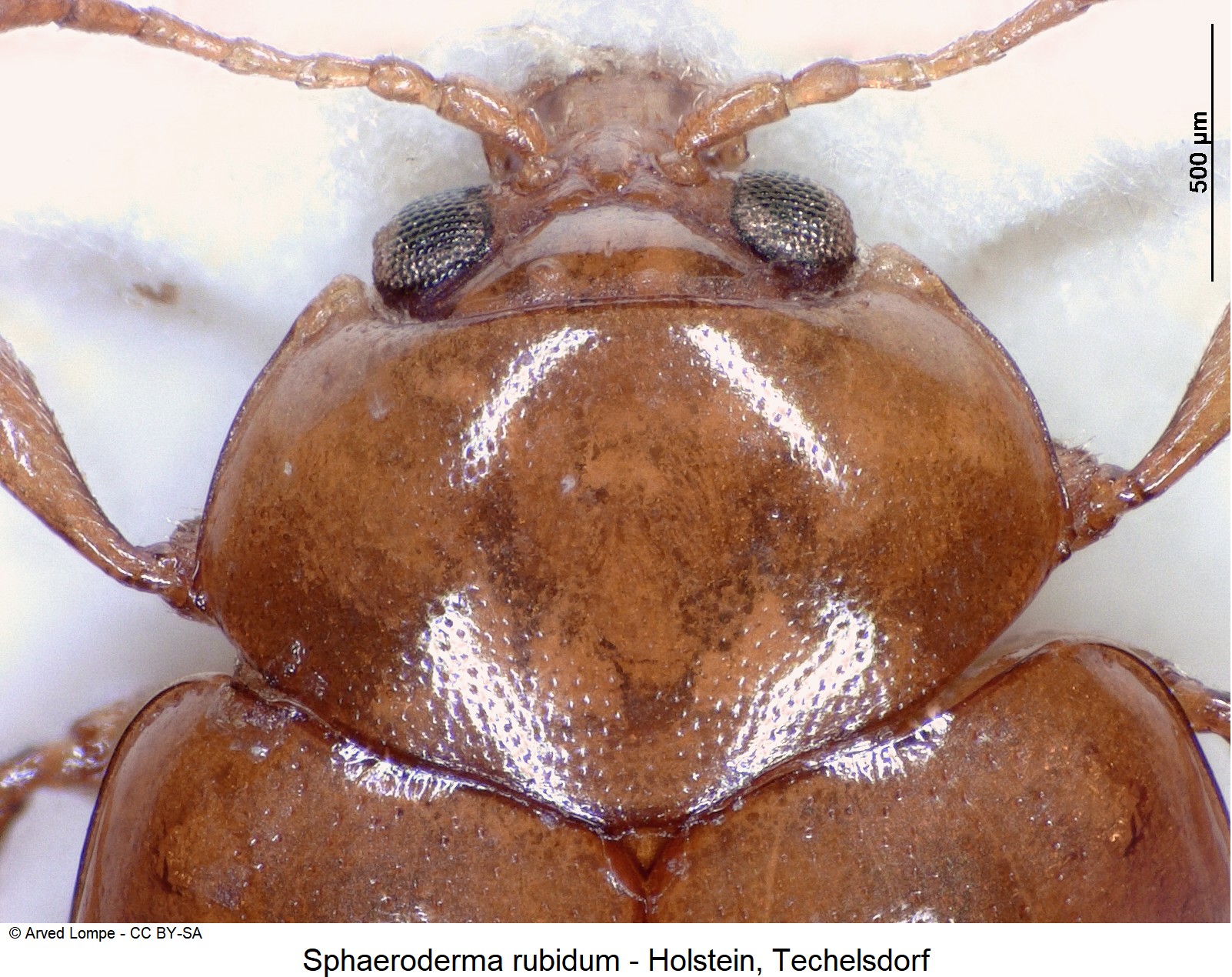 sphaeroderma_rubidum_ck12459_vk.jpg