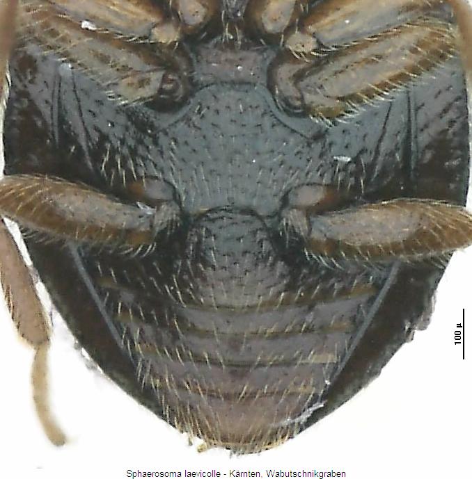 sphaerosoma_laevicolle_hbr.jpg