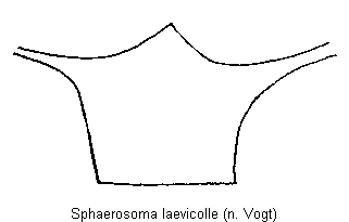 sphaerosoma_laevicolle_mbr.gif