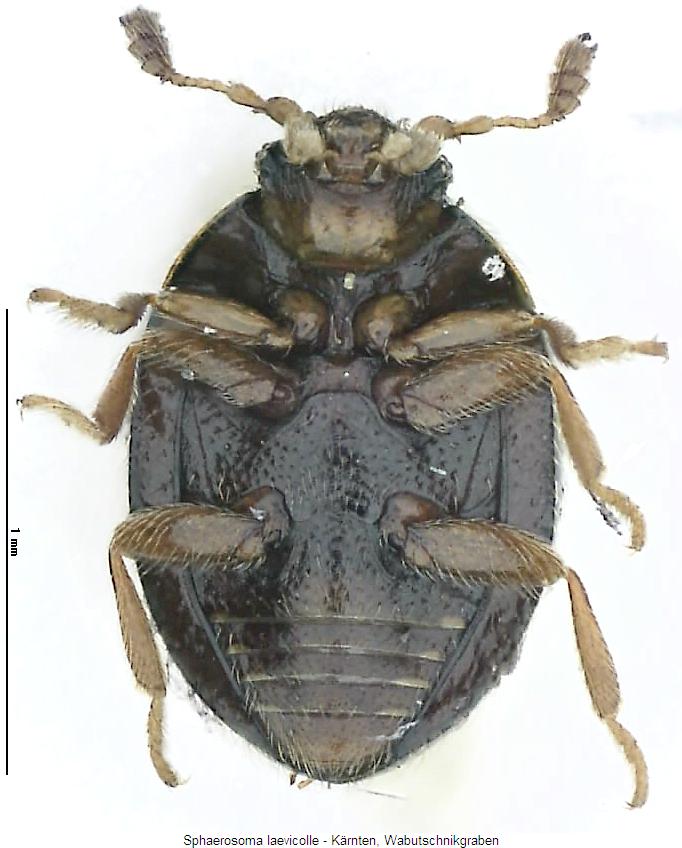 sphaerosoma_laevicolle_us2.jpg
