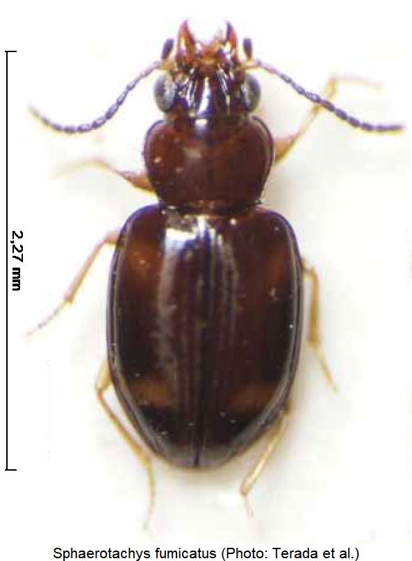 sphaerotachys_fumicatus_hab.jpg