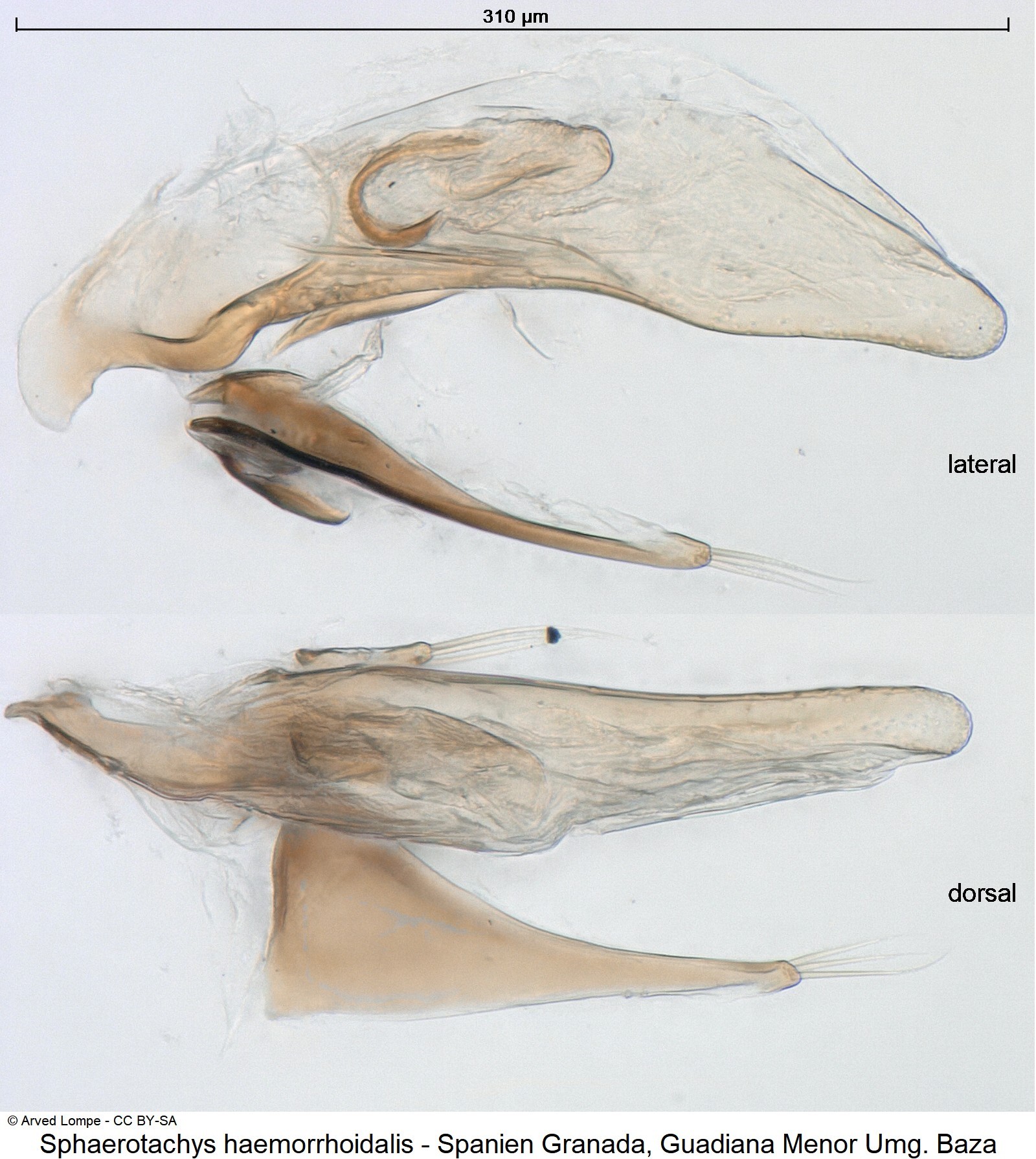 sphaerotachys_haemorrhoidalis_ck17795.jpg