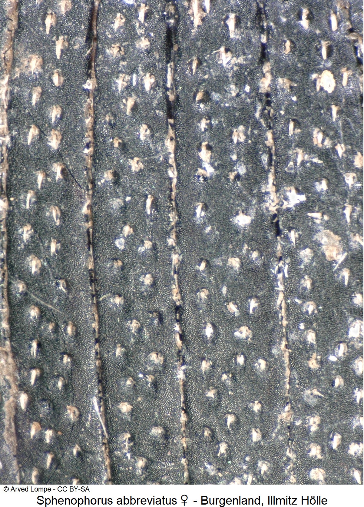 sphenophorus_abbreviatus_ck14828_ms.jpg