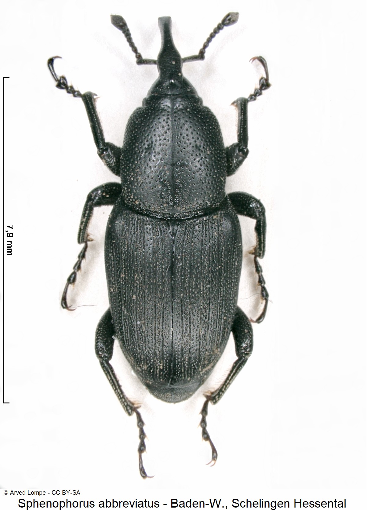 sphenophorus_abbreviatus_ck14830_hab.jpg