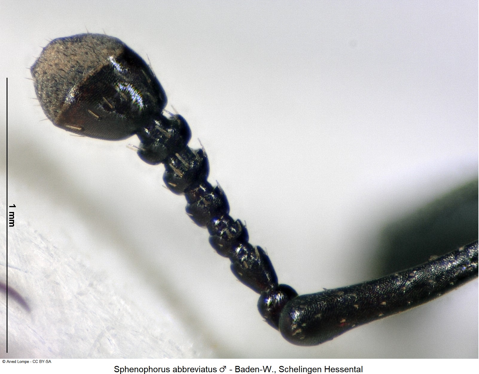 sphenophorus_abbreviatus_m_ck14830_f.jpg
