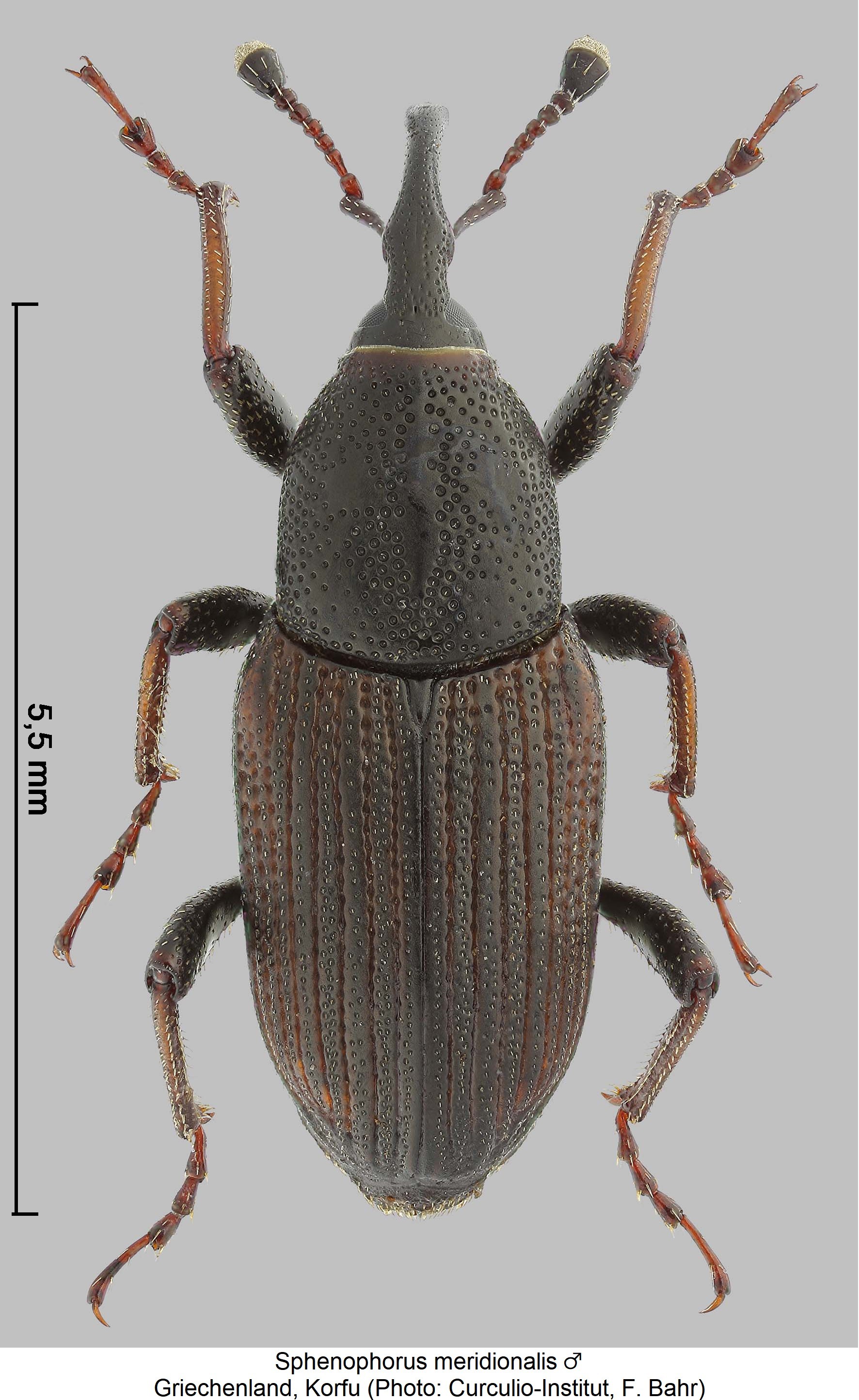 sphenophorus_meridionalis_m_ck14828_hab.jpg