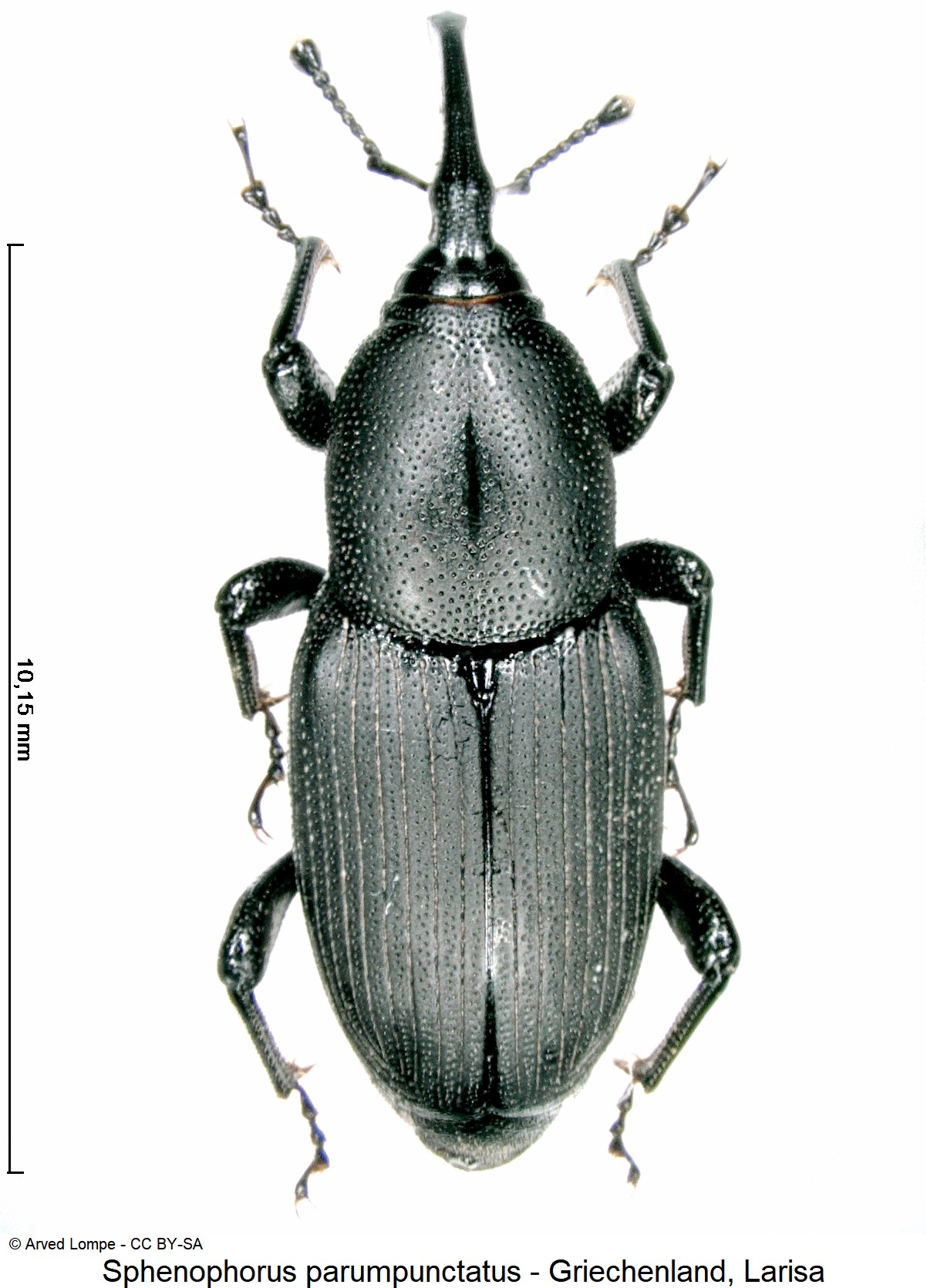 sphenophorus_parumpunctatus_ck30843832_hab.jpg