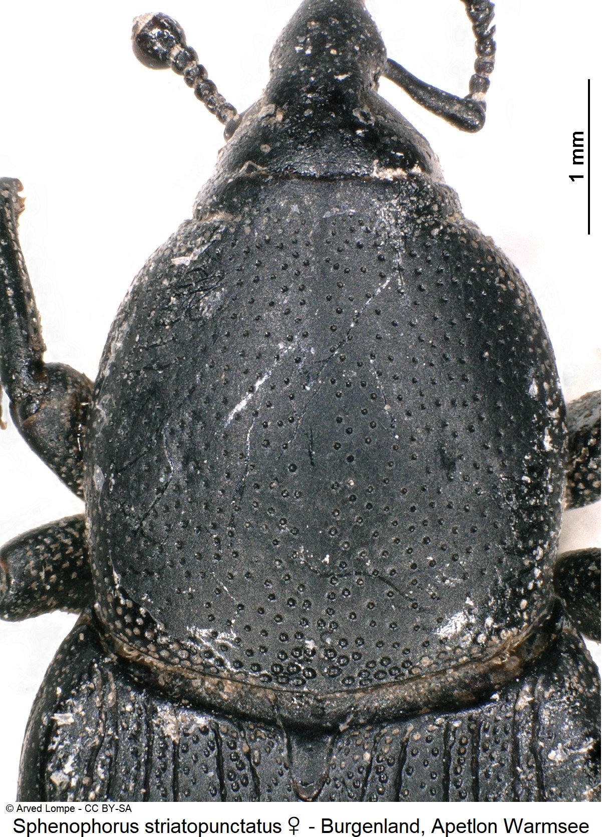 sphenophorus_striatopunctatus_ck14831_hsch.jpg