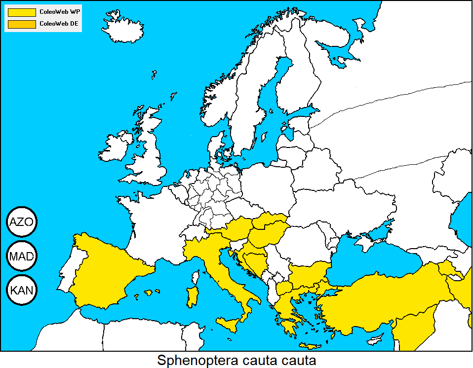 sphenoptera_cauta_dis.gif
