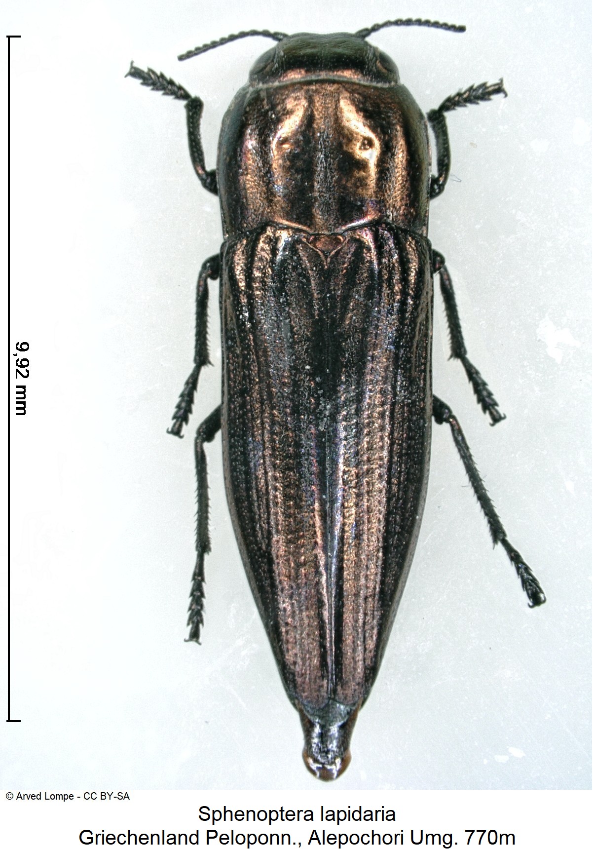 sphenoptera_lapidaria_ck34285420_hab.jpg
