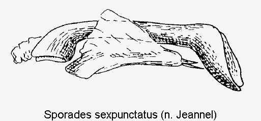 sporades_sexpunctatus.gif