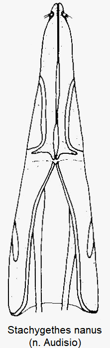 stachygethes_nanus_ovi.gif