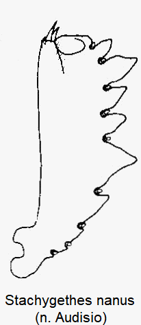 stachygethes_nanus_vschn.gif